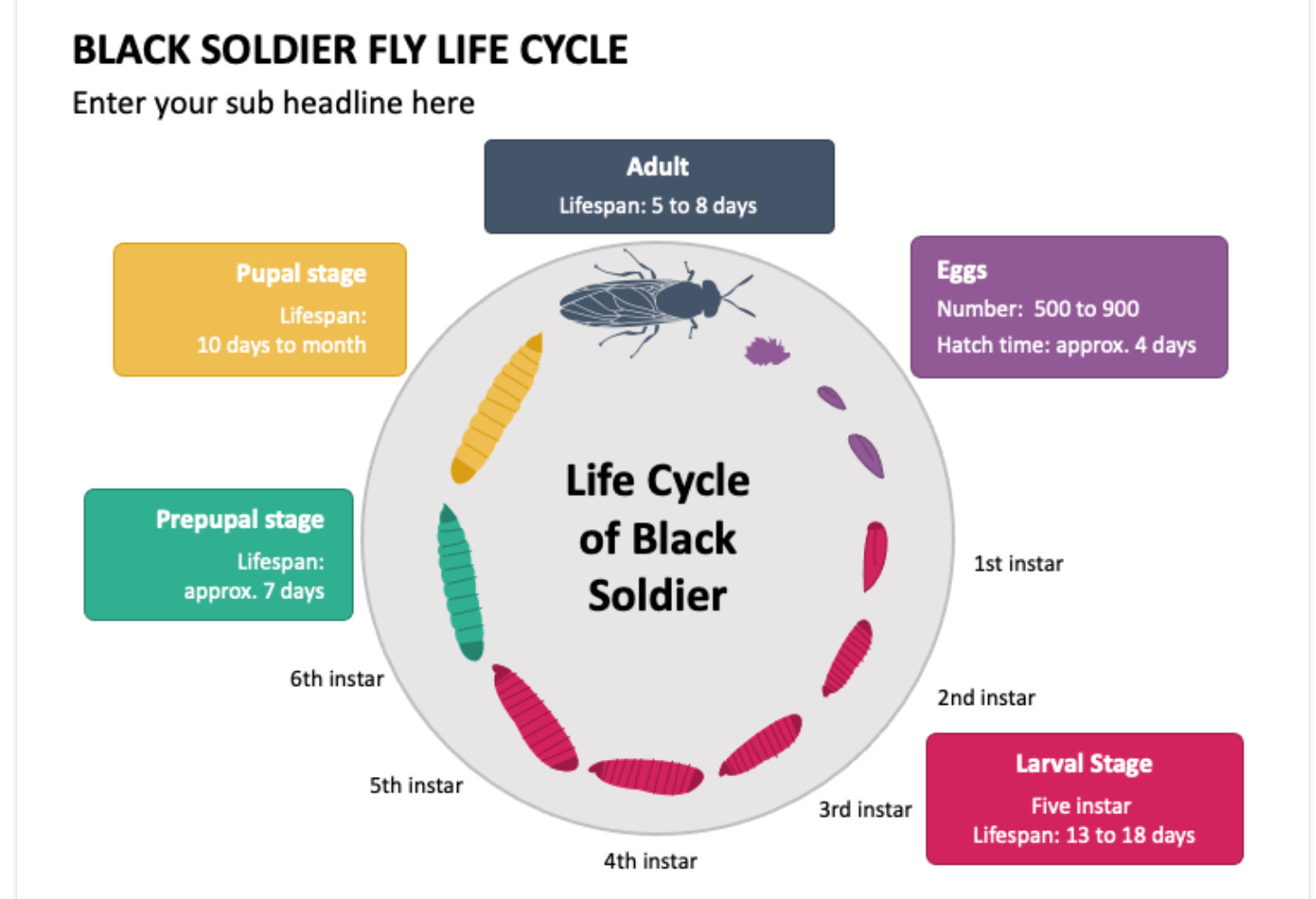 My fly life. G6pd deficiency RBC. Life Cycles. G6pd. Палбоциклиб механизм действия.
