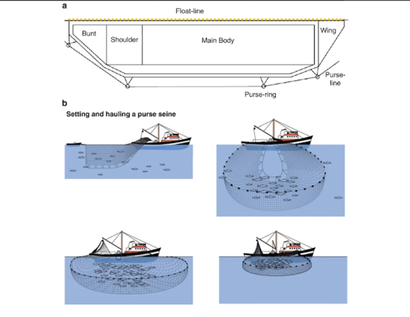 Commercial Fishing Methods: Seining | wild seafood